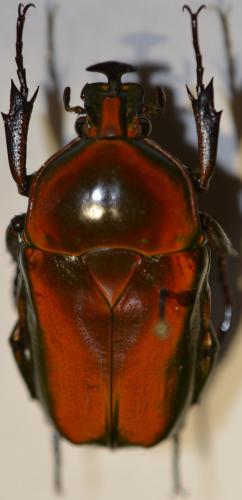 Trigonophorus rothschildi varians